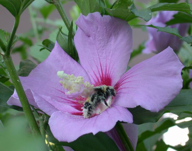 Golosit ....Bombus terrestris